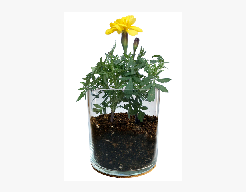 Essential Marigold Garden - Pasqueflower, HD Png Download