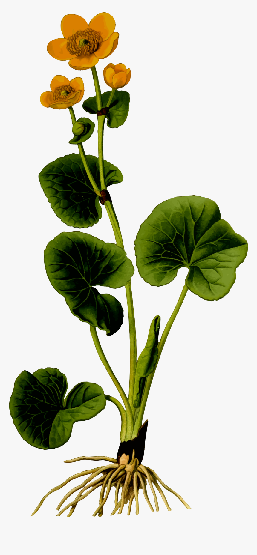 Marsh Marigold 2 Clip Arts - Marsh Marigold Png, Transparent Png