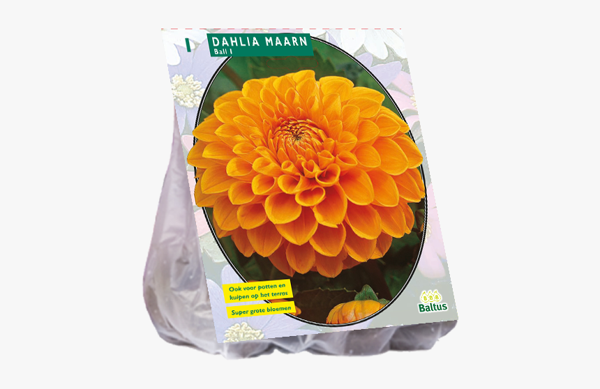 Dahlia Wine Eyed Jill, HD Png Download