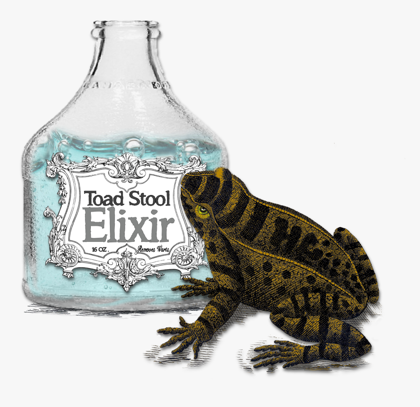 Oak Toad , Png Download - American Toad, Transparent Png