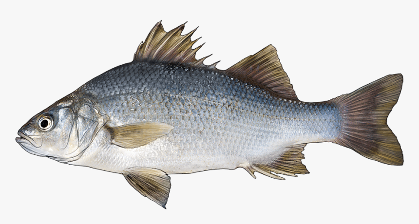 White Perch Vs Freshwater Drum, HD Png Download