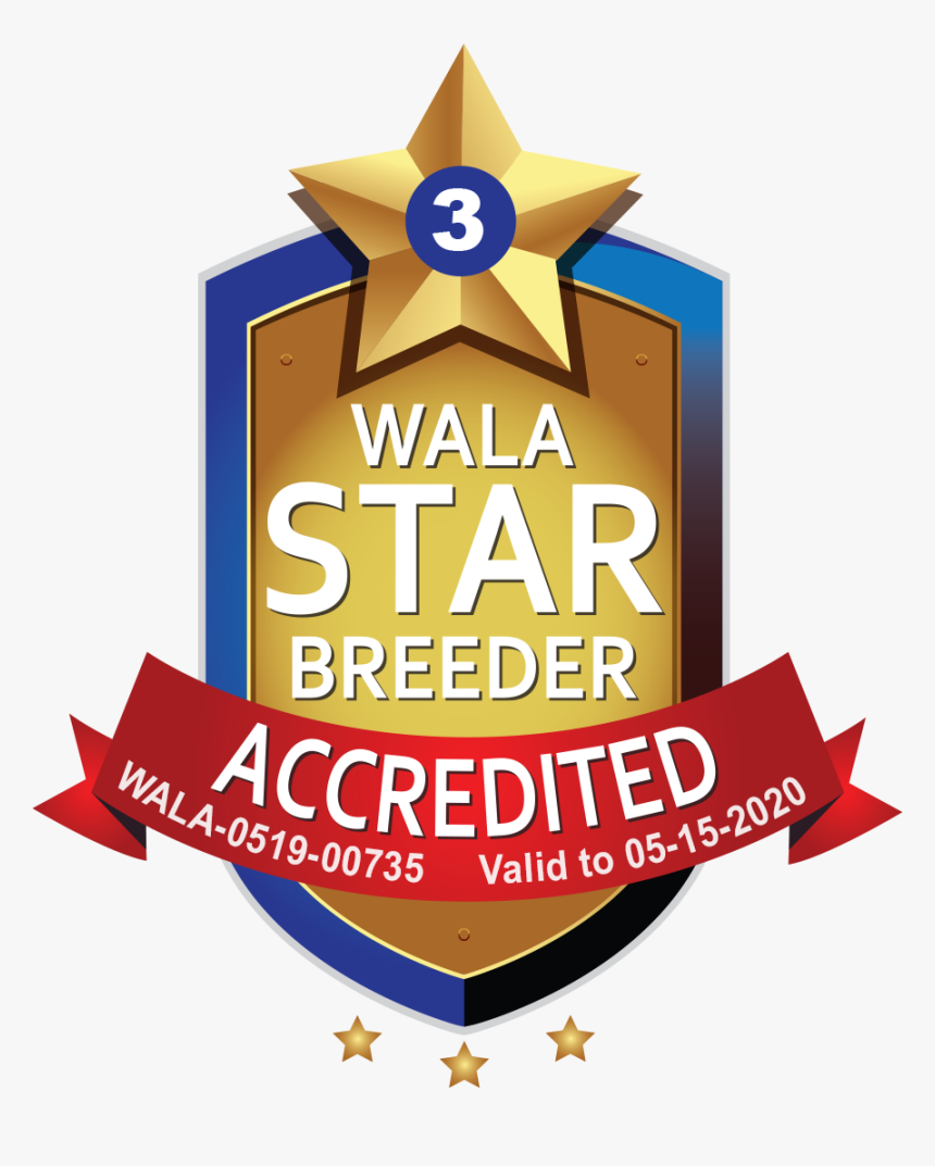 Happy Tails Wala Star Logo 0519 00735 - Labradoodle, HD Png Download