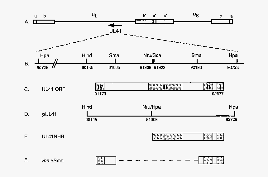 Diagram, HD Png Download