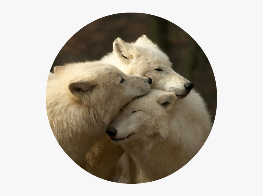 White Wolves , Png Download - Being A Family Means You Will Love, Transparent Png