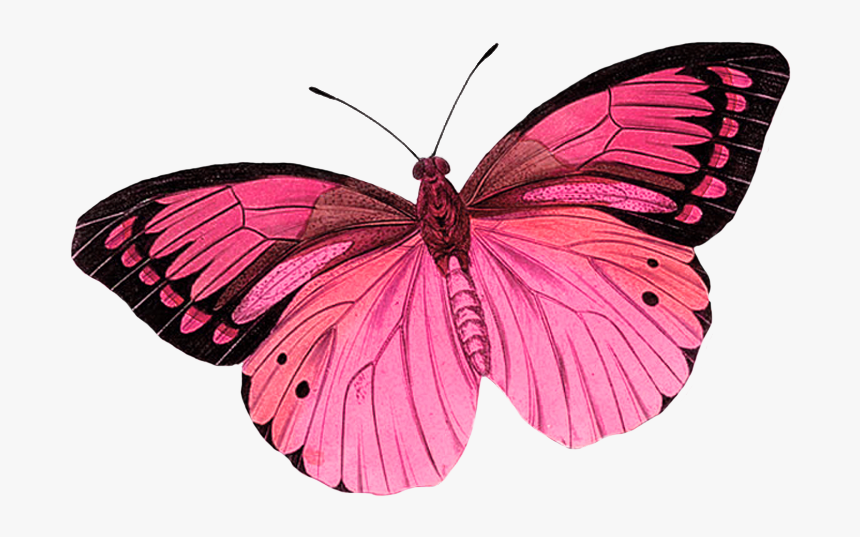 Monarch Butterfly Greta Oto Clip Art - Pink Butterfly No Background, HD Png Download
