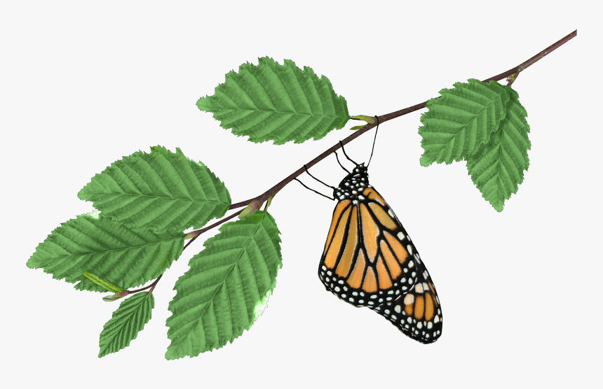 Monarch On Branch Transparent Png Image - Monarch Butterfly, Png Download