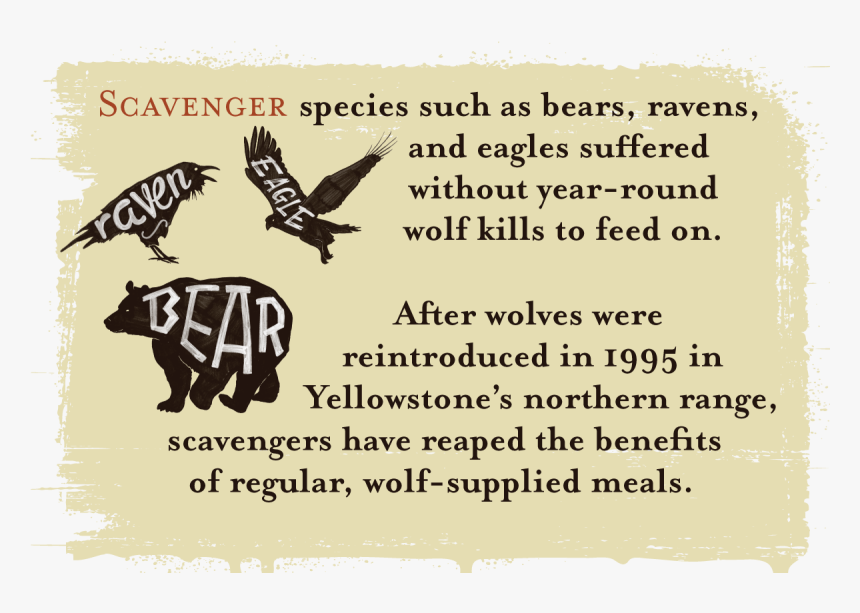 Scavenger Species Such As Bears, Ravens And Eagles - Wolves Keep Yellowstone In Balance, HD Png Download