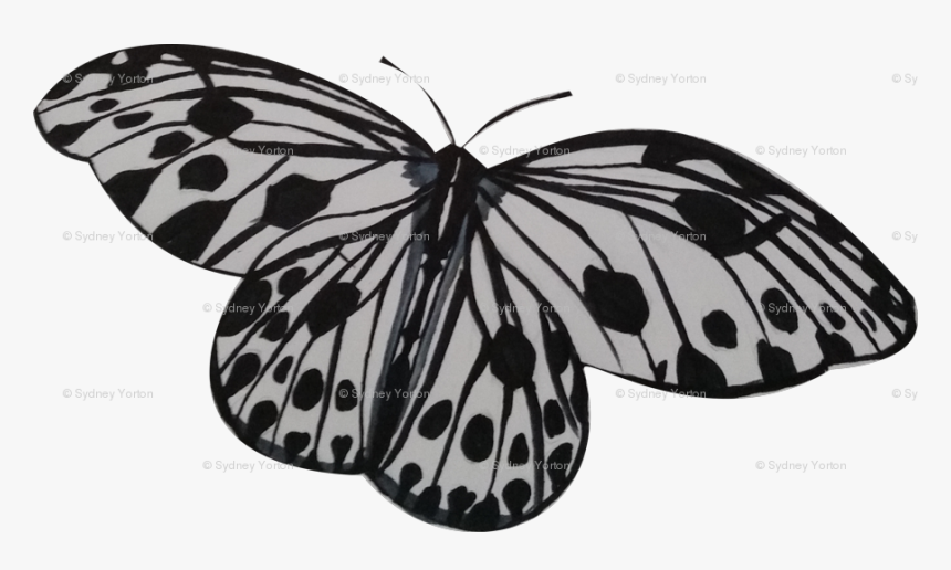 Transparent White Butterfly Png - Monarch Butterfly, Png Download