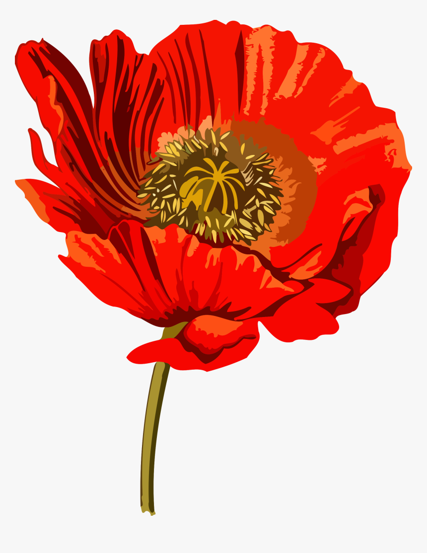 Opium Poppy Opium Wars Common Poppy - Opium Poppy Clip Art, HD Png Download