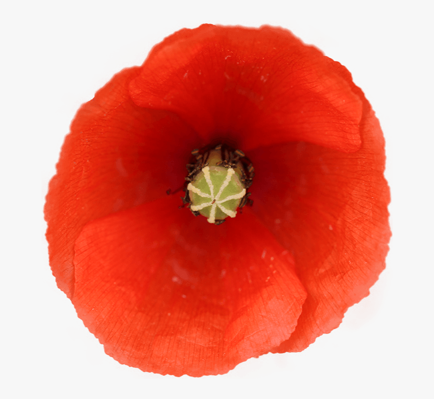 Bgtransp S8bit Long-headed Poppy - Corn Poppy, HD Png Download