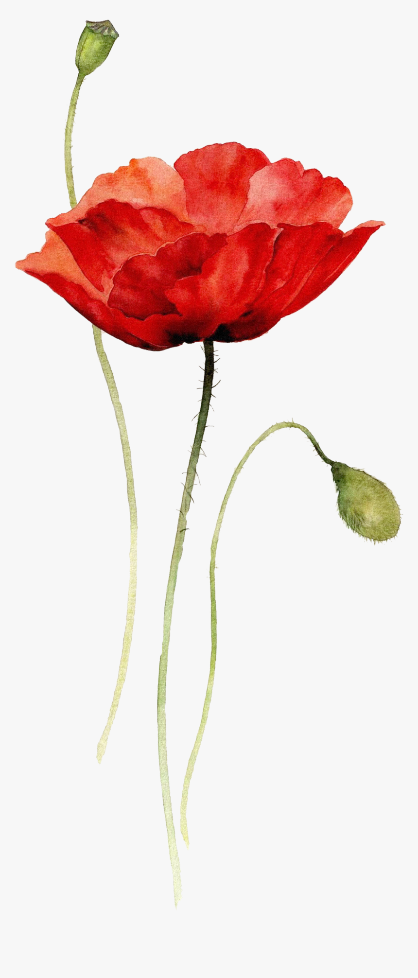 Clip Art Collection Of Free Bouquet - Watercolor Tattoo Red Flower, HD Png Download