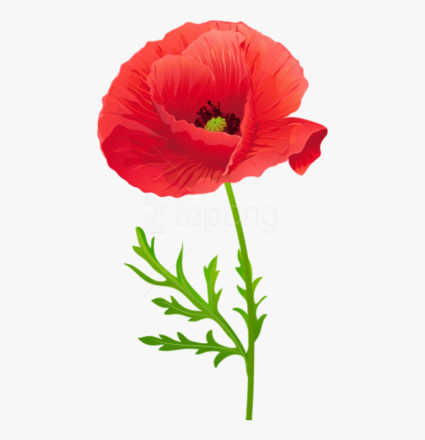 Red Poppy Flower Clipart, HD Png Download