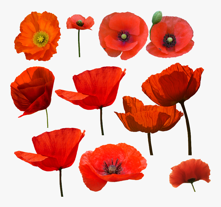 Amapolas Watercolor Poppy And - Amapolas Png, Transparent Png