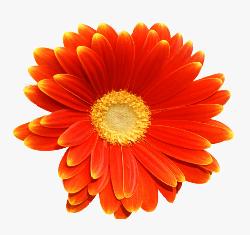 Thinking Of You, HD Png Download