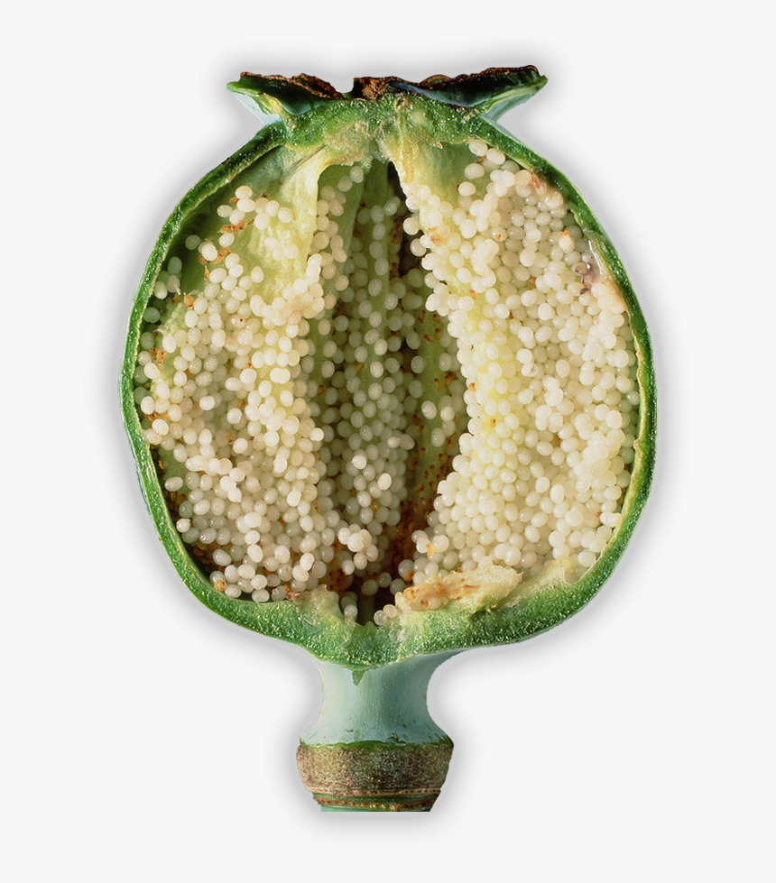Poppy Flower Cut Open, HD Png Download