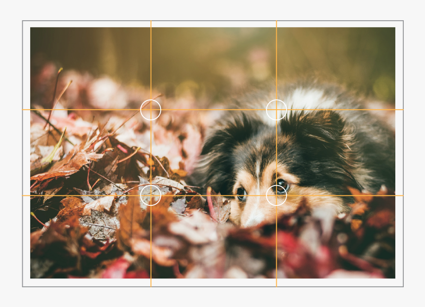 Fall Dogs, HD Png Download