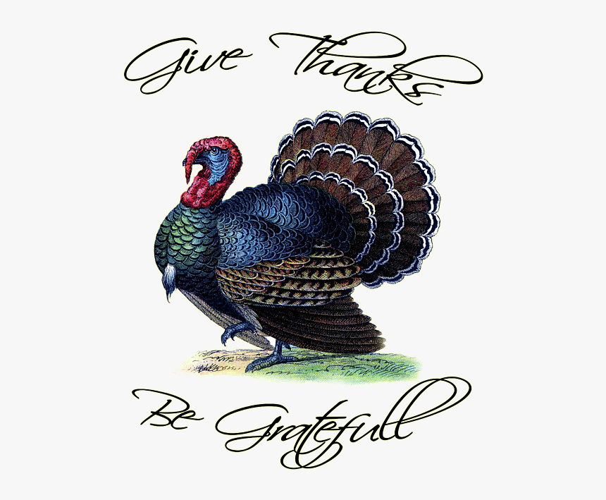 Live Turkey, HD Png Download