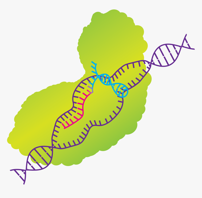 His Work Raises Ethical Concerns From Scientists Around - Crispr Cas9 Clip Art, HD Png Download