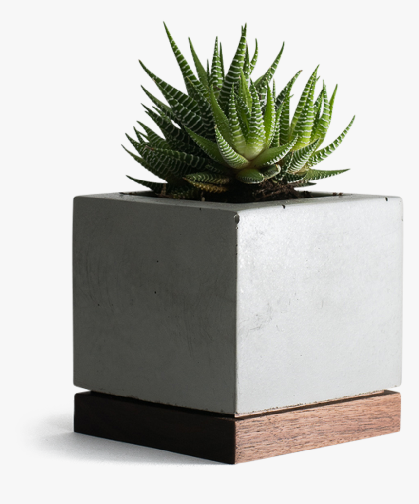 Planter Concrete And Walnut - Concrete Succulent Planter Png, Transparent Png