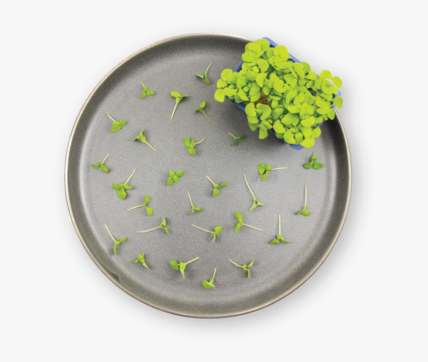 Circle, HD Png Download