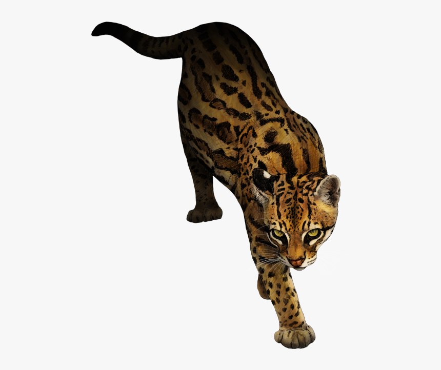 Ocelot Marbled Cat Animal Rottweiler, HD Png Download