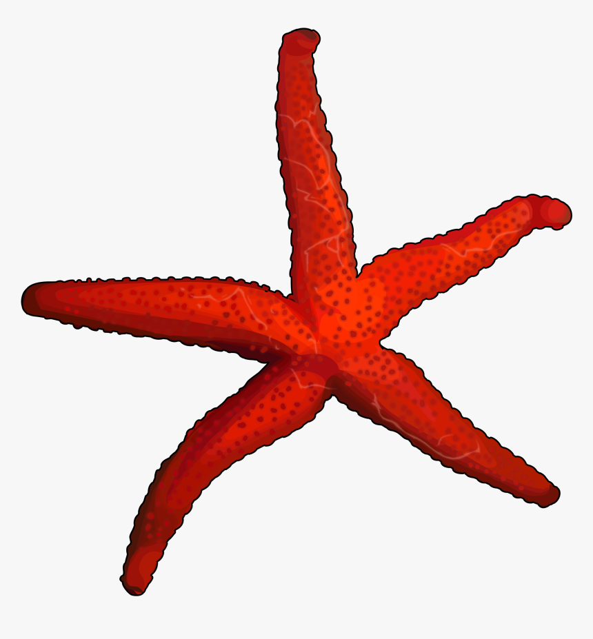 Starfish, HD Png Download