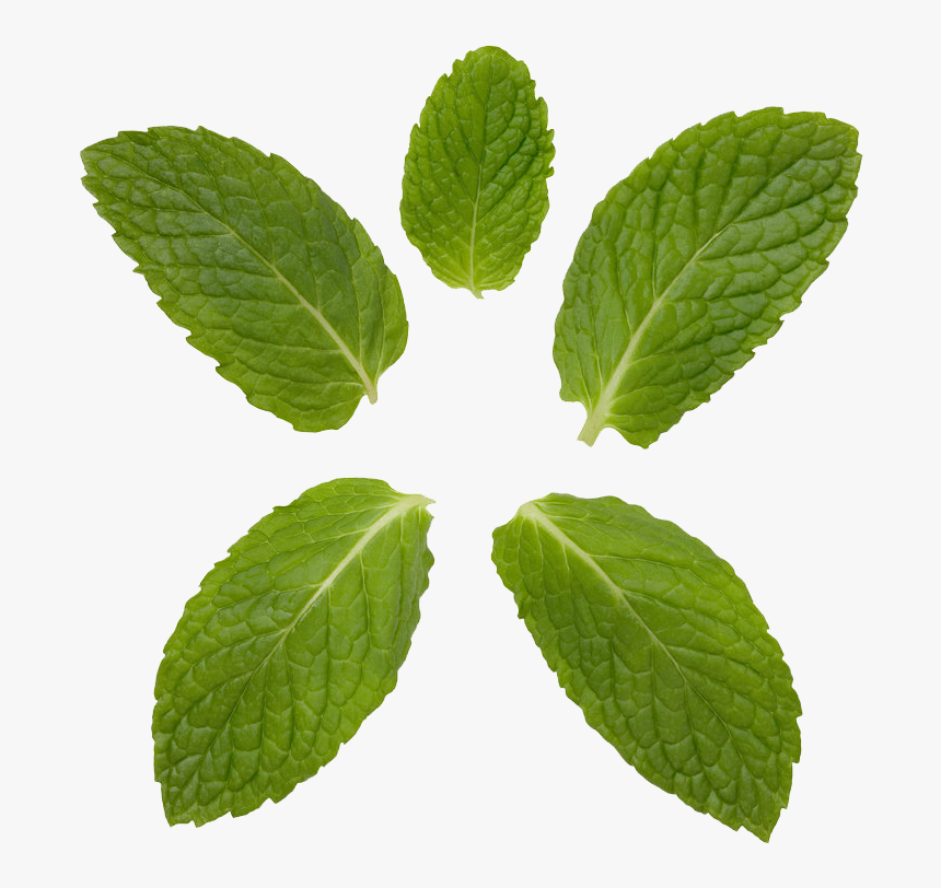 Peppermint Transparent Background - Mint And Curry Leaf, HD Png Download