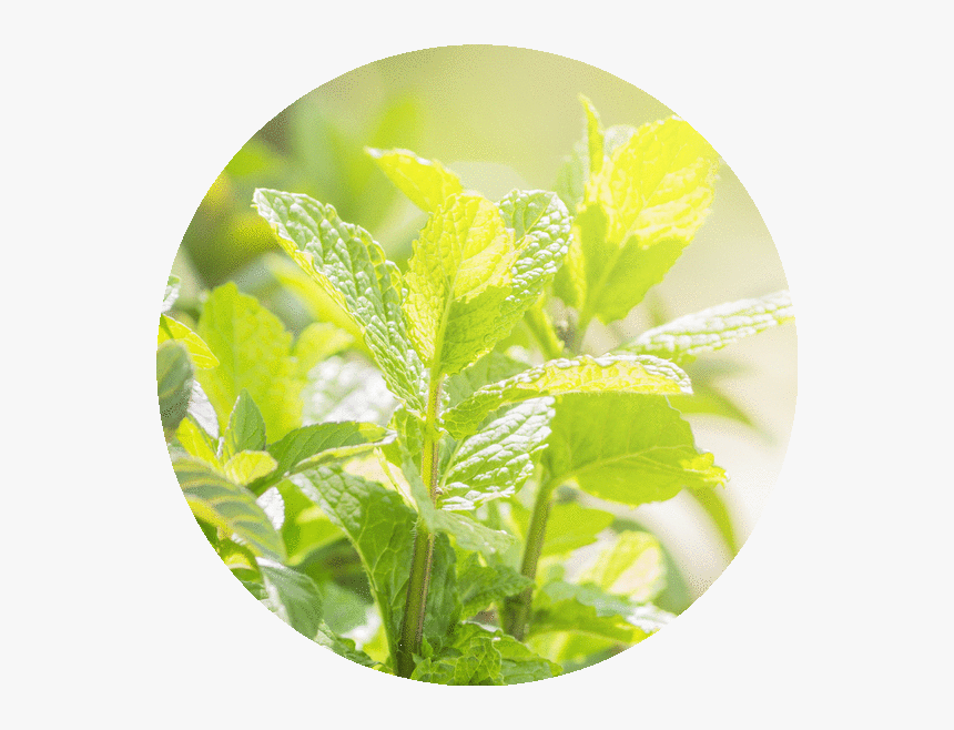 Houseplant, HD Png Download