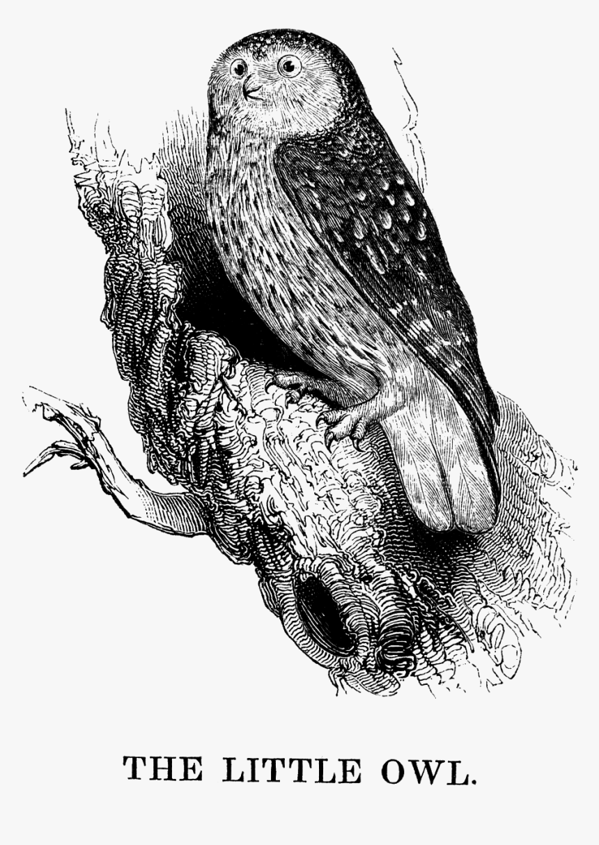 Illustration, HD Png Download