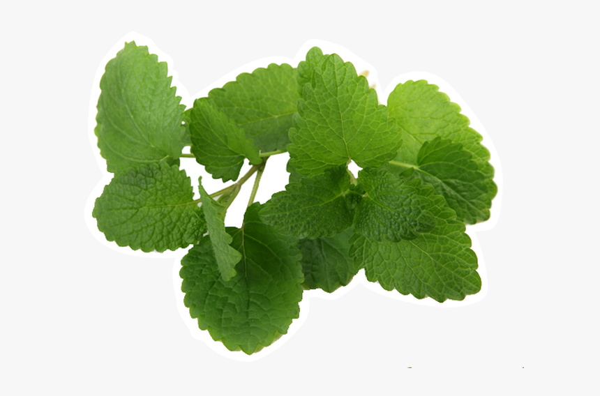 Mint, HD Png Download