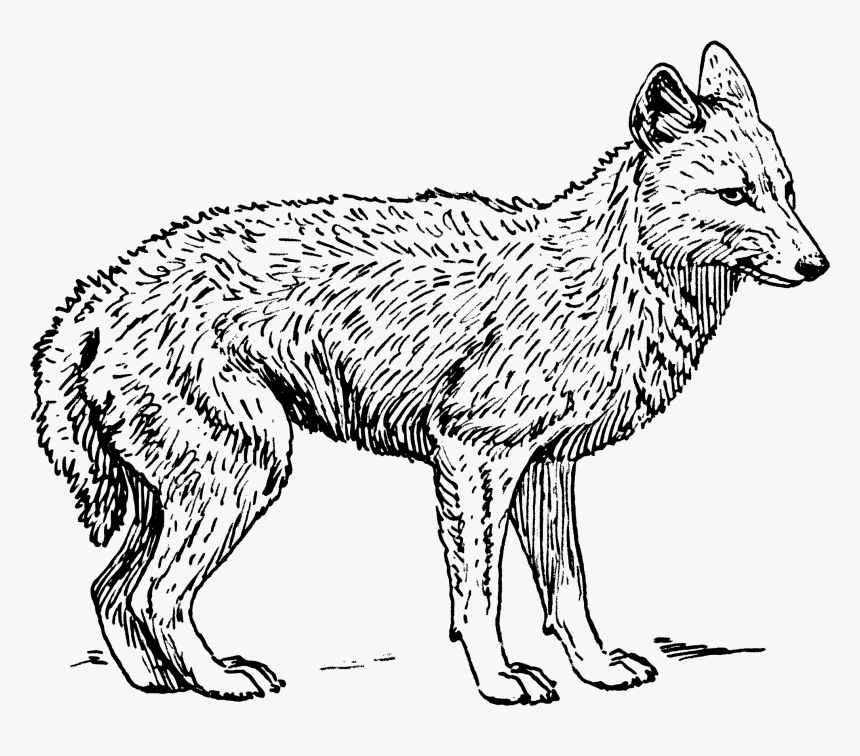 Howling Wolf Silhouette Png Transparent Clip Art Image - Coyote Black And White, Png Download