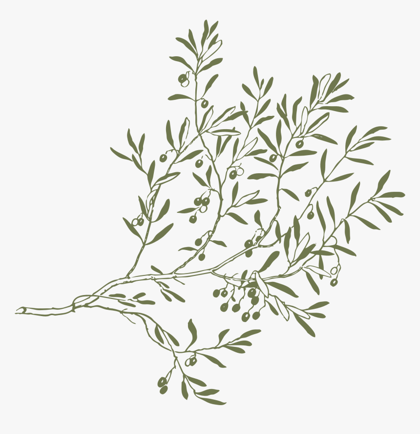Olive Tree Branches Drawing, HD Png Download