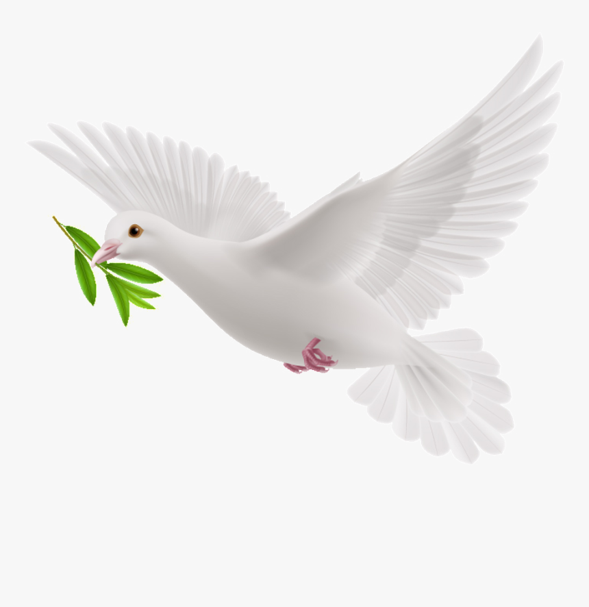 Transparent Olive Branch Clipart - White Flying Pigeon Png, Png Download