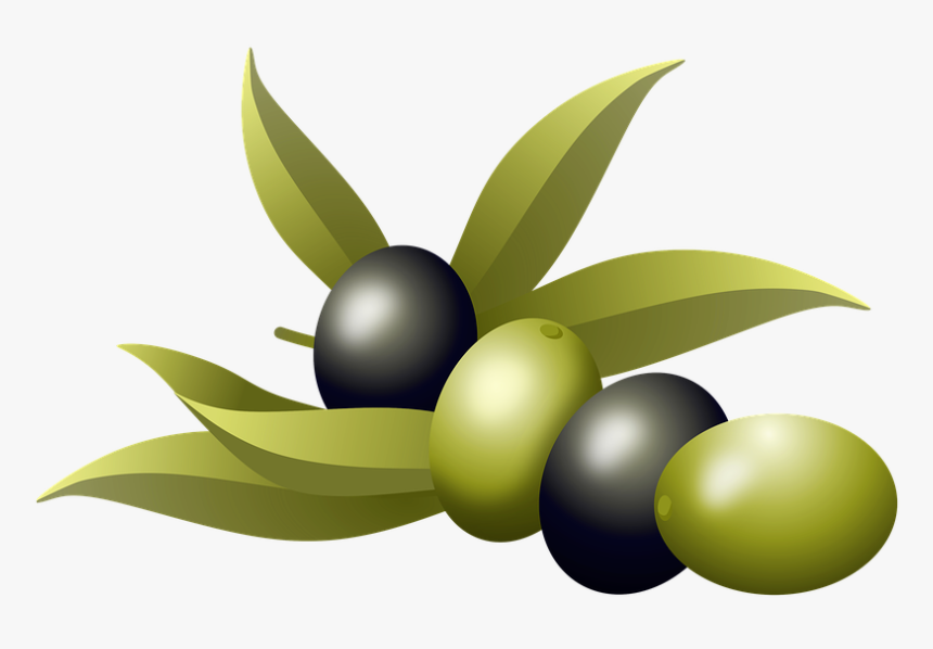 Olives, Oil, Fruits, Olive Tree, Branch, Nature, Plants - Aceitunas De Oliva, HD Png Download