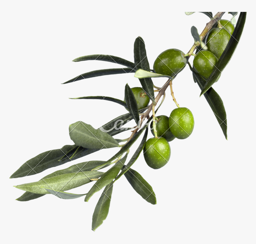 Russian-olive - Olive Branch Png, Transparent Png