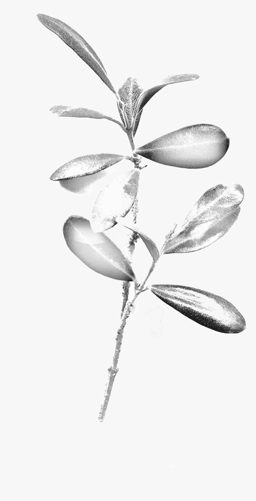 Portable Network Graphics , Png Download - Insect, Transparent Png