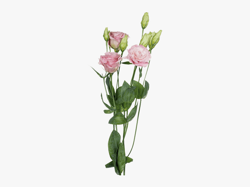 Garden Roses, HD Png Download