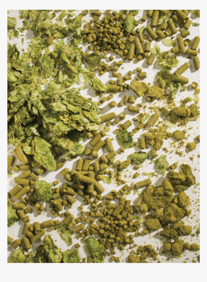 Moss, HD Png Download
