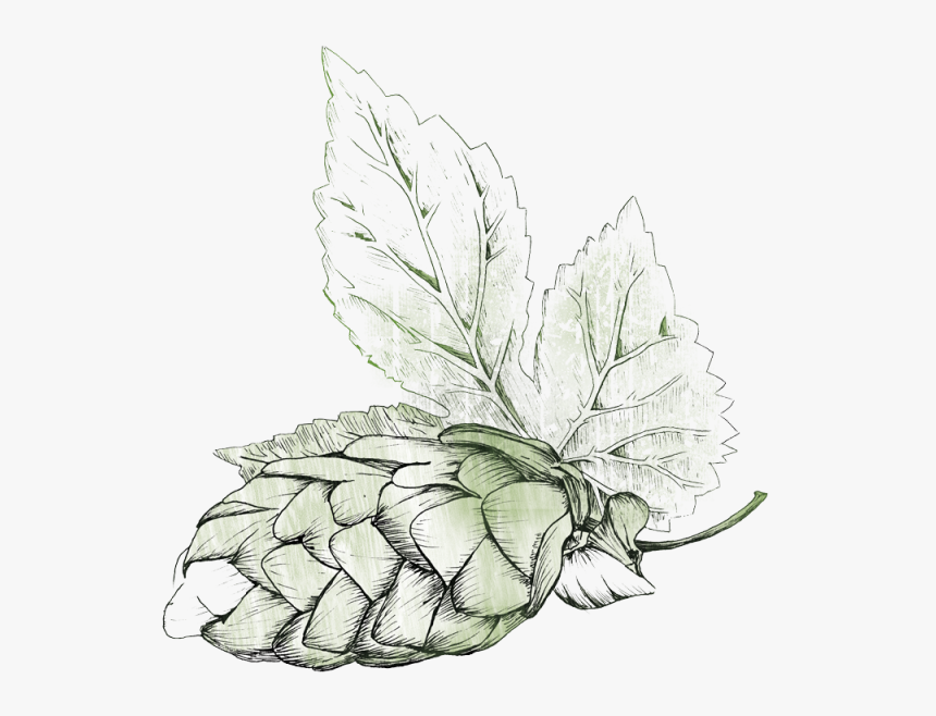 Illustration Beer Hops Png, Transparent Png
