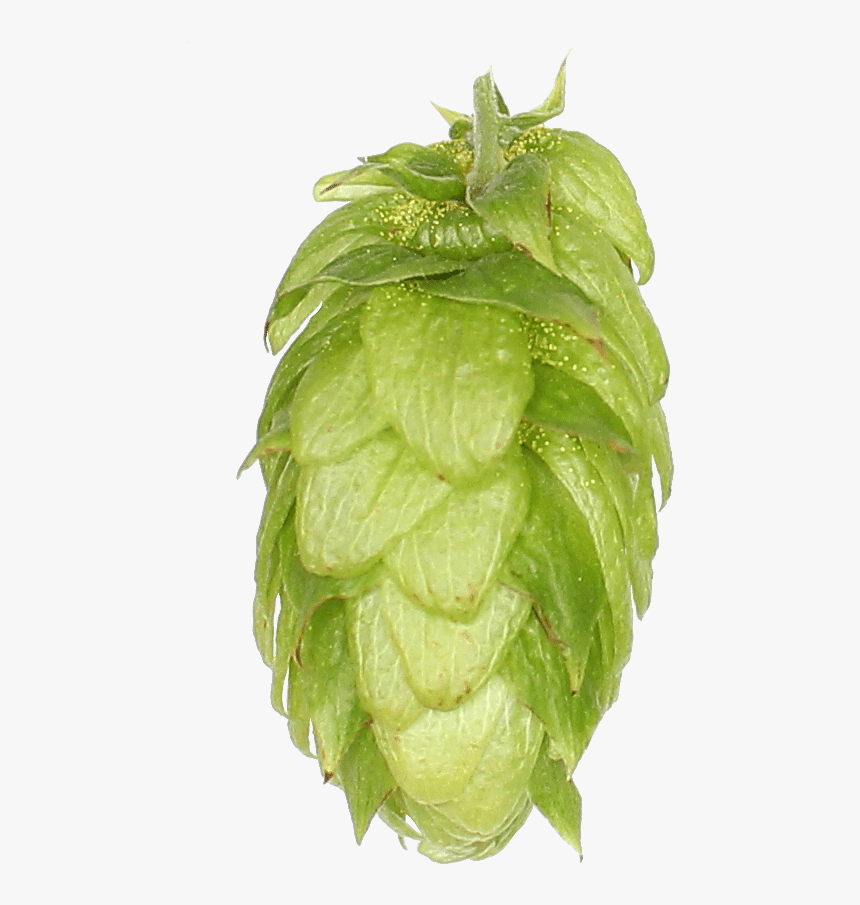 Peruvian Groundcherry, HD Png Download