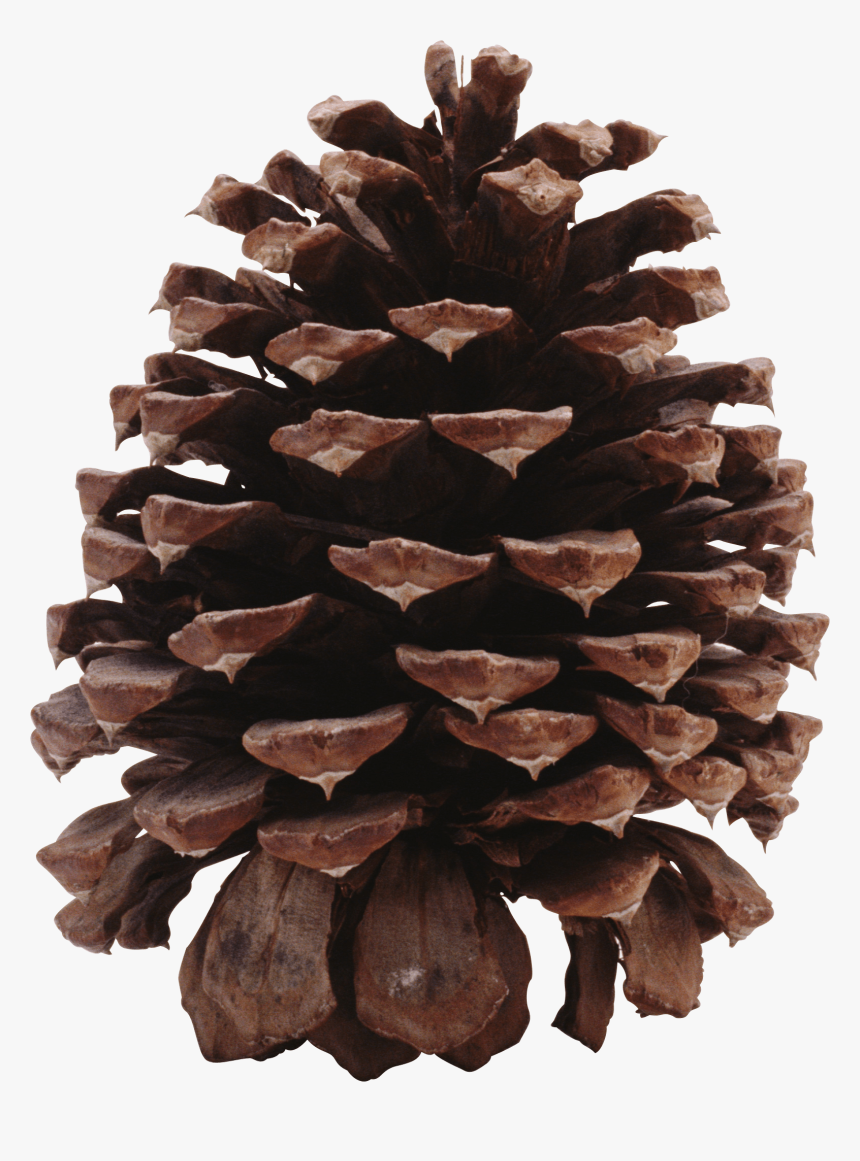 Dark Pine Cone - Ponderosa Pine Cone Transparent, HD Png Download
