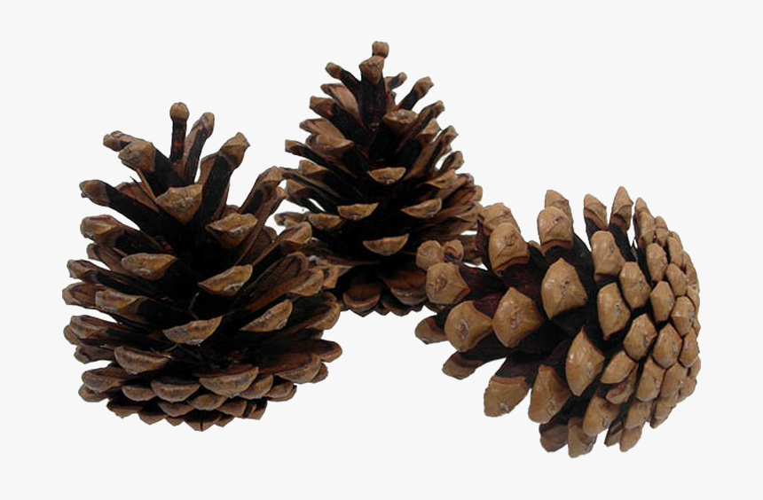 Pine Cone Png Image Transparent Background - Transparent Pine Cone Png, Png Download