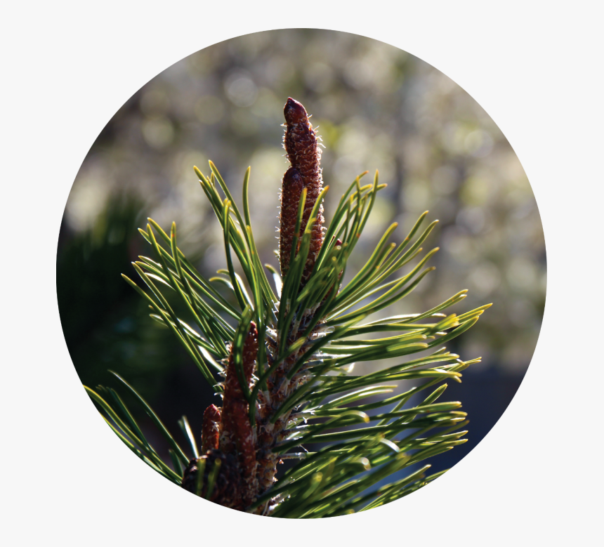 Two Needle Pinyon Pine, HD Png Download