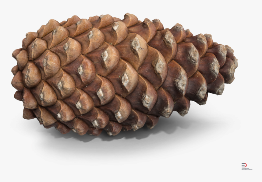 3d Pine Cone Model Free, HD Png Download