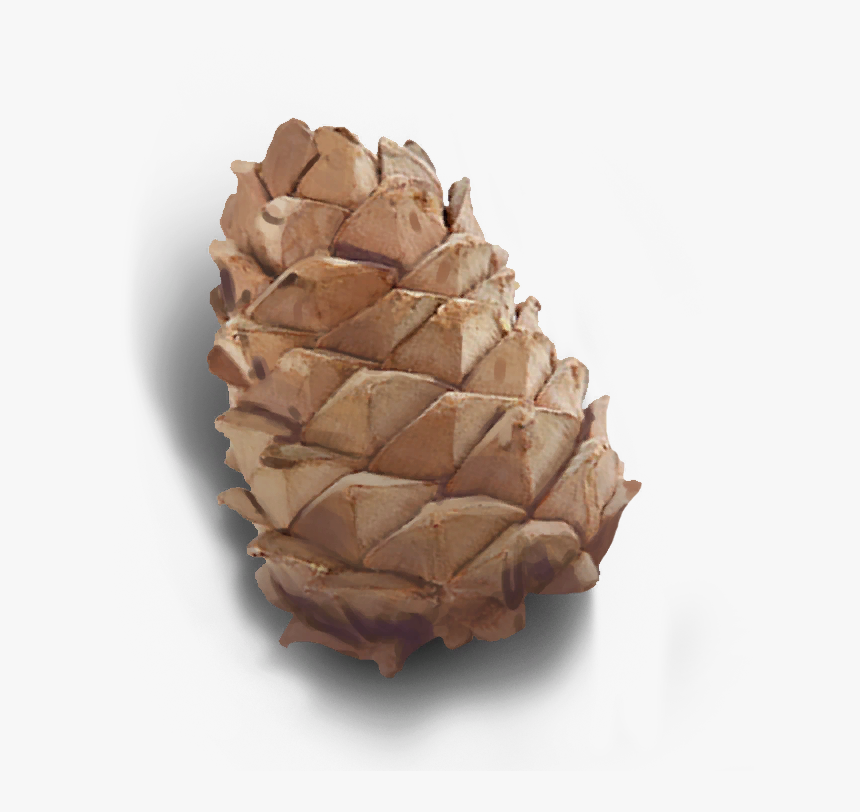 Conifer-cone - Conifer Cone, HD Png Download