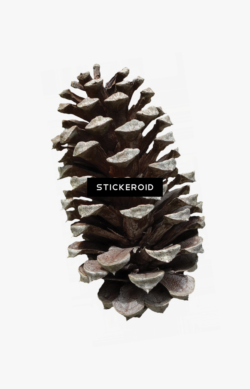 Pinus Fruit , Png Download - Pinus Fruit, Transparent Png