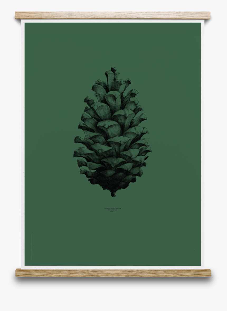 Transparent Dark Forest Png - Pine Cone Art Prints, Png Download