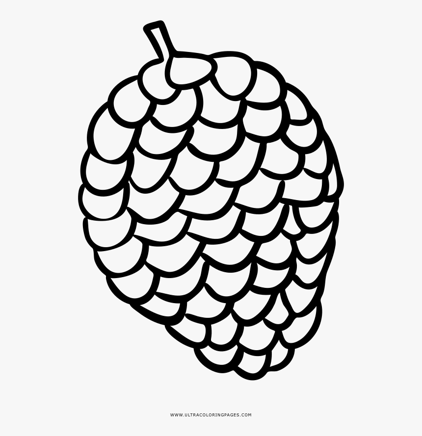 Pine Cone Coloring Page - Pinha Para Pintar, HD Png Download