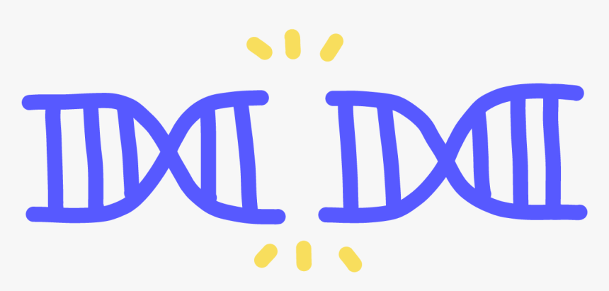 Image Of A Double Stranded Break In The Center Of A - Double Strand Breaks Dsbs, HD Png Download