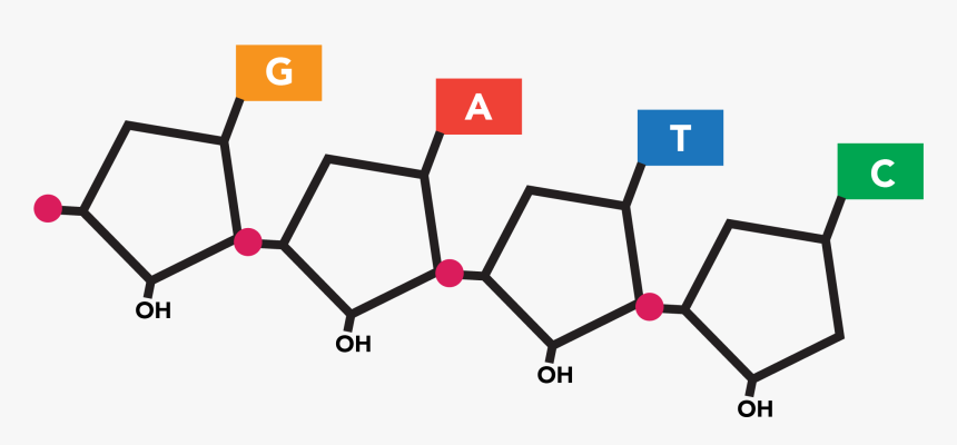 Transparent Dna Strand Png - Nucleotides Transparent Background, Png Download